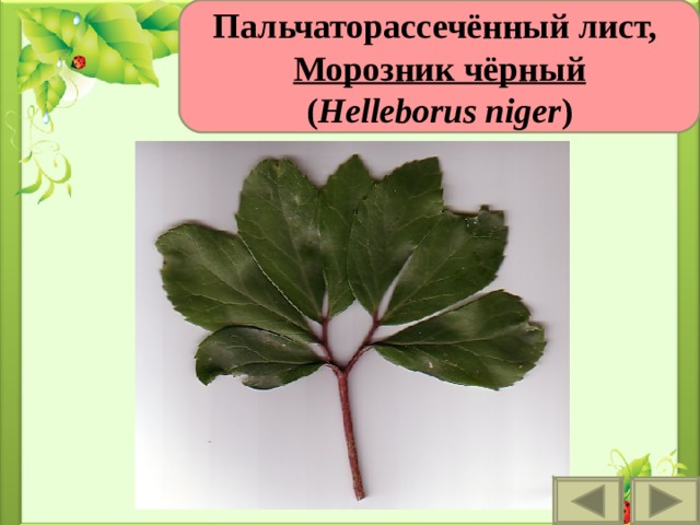 Пальчаторассечённый лист,  Морозник чёрный ( Helleborus niger ) 