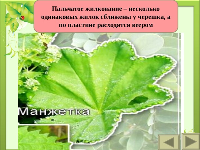 Пальчатое жилкование – несколько одинаковых жилок сближены у черешка, а по пластине расходятся веером 