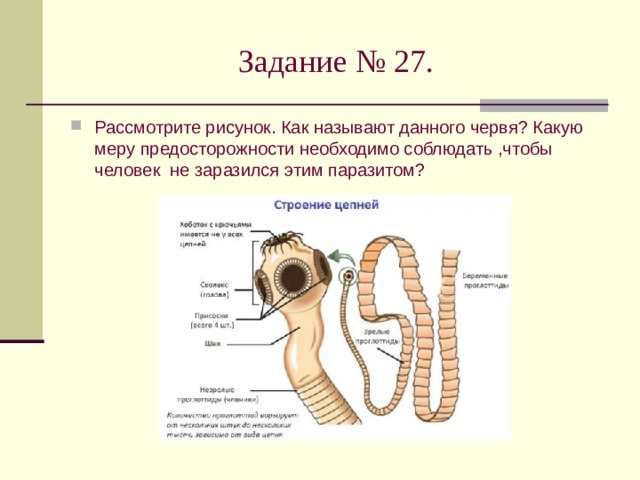 Задание № 27. Рассмотрите рисунок. Как называют данного червя? Какую меру предосторожности необходимо соблюдать ,чтобы человек не заразился этим паразитом? 