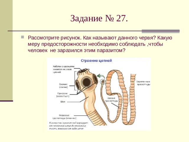 Рассмотрите рисунок определите какую ошибку допустил художник изображая прием искусственного дыхания