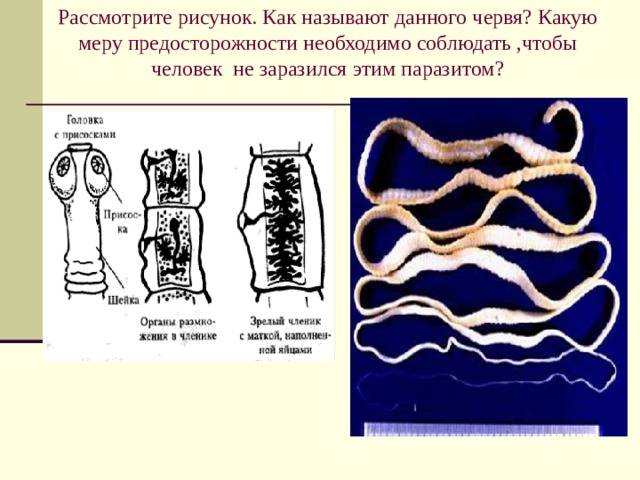 Рассмотрите рисунок на котором изображен взрослый паразитический червь как называют