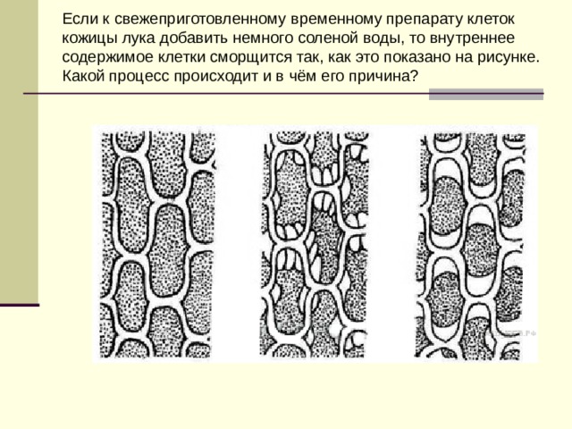 Если к свежеприготовленному временному препарату клеток кожицы лука добавить немного соленой воды, то внутреннее содержимое клетки сморщится так, как это показано на рисунке. Какой процесс происходит и в чём его причина?      