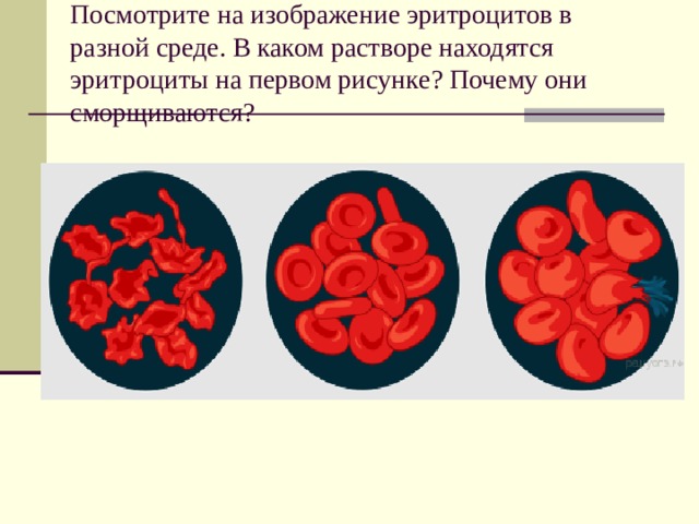 Посмотрите на изображение эритроцитов в разной среде в каком растворе находятся эритроциты на первом