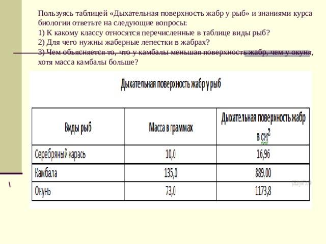   Пользуясь таблицей «Дыхательная поверхность жабр у рыб» и знаниями курса биологии ответьте на следующие вопросы:  1) К какому классу относятся перечисленные в таблице виды рыб?  2) Для чего нужны жаберные лепестки в жабрах?  3) Чем объясняется то, что у камбалы меньшая поверхность жабр, чем у окуня, хотя масса камбалы больше?     \ 