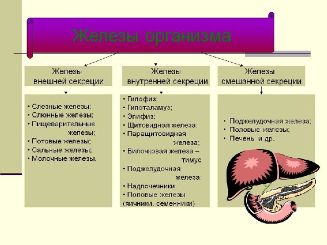 Железы типы