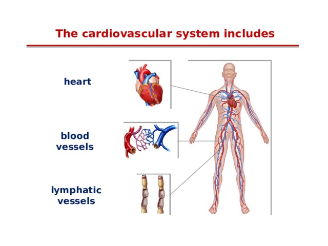 The cardiovascular system includes heart blood vessels lymphatic vessels  