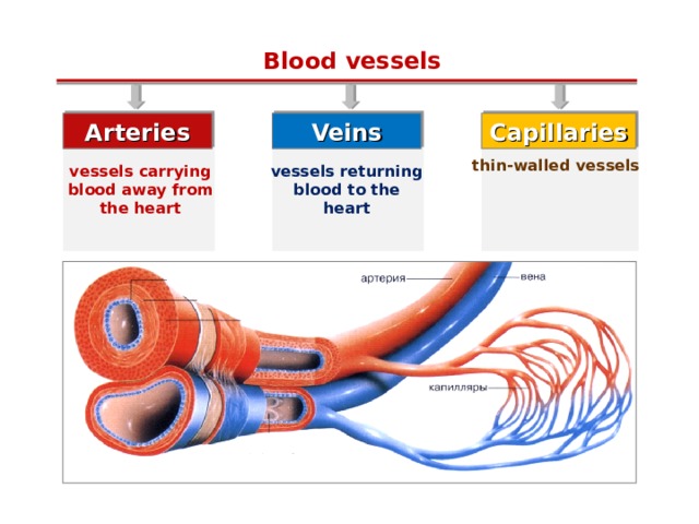 Blood vessels Veins Capillaries Arteries thin-walled vessels vessels returning blood to the heart vessels carrying blood away from the heart  