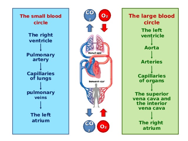 СО₂ О₂ The large blood circle The small blood circle The left  ventricle   Aorta   Arteries    Capillaries of organs   The superior vena cava and the interior vena cava   The right atrium The right ventricle    Pulmonary artery    Capillaries of lungs    pulmonary veins    The left atrium О₂ СО₂ 