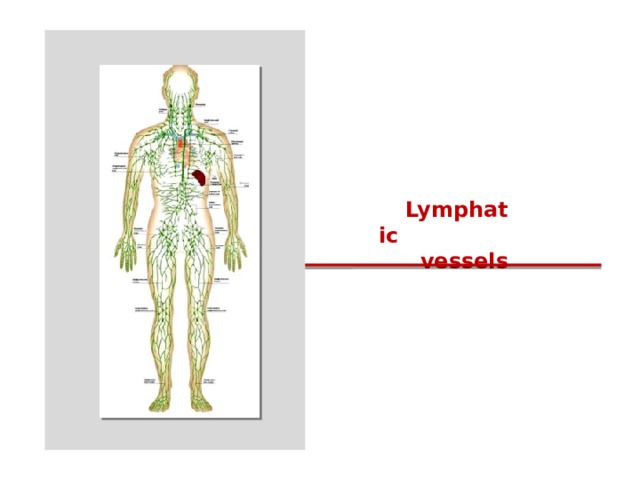 Lymphatic  vessels 12 