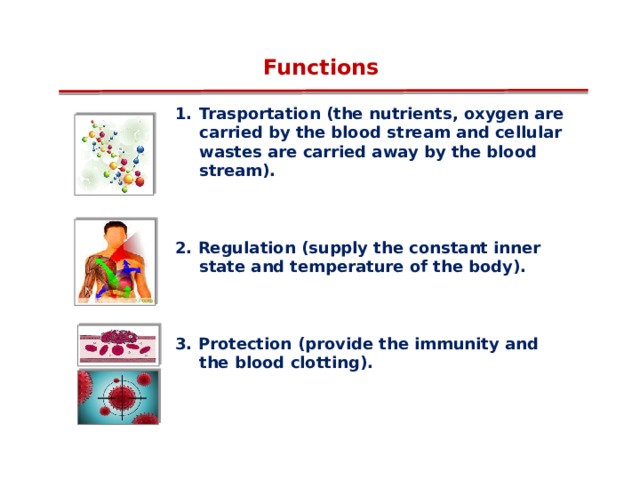 Functions Trasportation (the nutrients, oxygen are carried by the blood stream and cellular wastes are carried away by the blood stream).    2. Regulation ( supply the constant inner state and temperature of the body ).    3. Protection ( provide the immunity and the blood clotting ). 12 