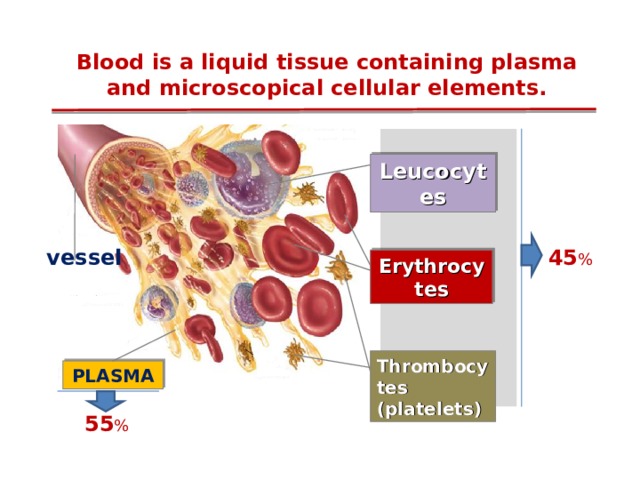 Blood is a liquid tissue containing plasma and microscopical cellular elements. Leucocytes vessel 45 % Erythrocytes Thrombocytes (platelets) PLASMA 55 % 12 