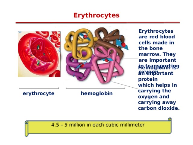 Erythrocytes Erythrocytes are red blood cells made in the bone marrow. They are important in transporting oxygen. Hemoglobin is an important protein which helps in carrying the oxygen and carrying away carbon dioxide. hemoglobin erythrocyte 4.5 – 5 million in each cubic millimeter 12 