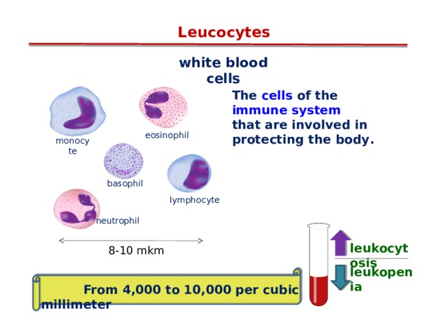 Leucocytes white blood cells T he cells of the immune system that are involved in protecting the body . eosinophil monocyte basophil lymphocyte neutrophil leukocytosis 8-10 mkm leukopenia  From 4,000 to 10,000 per cubic millimeter 12 