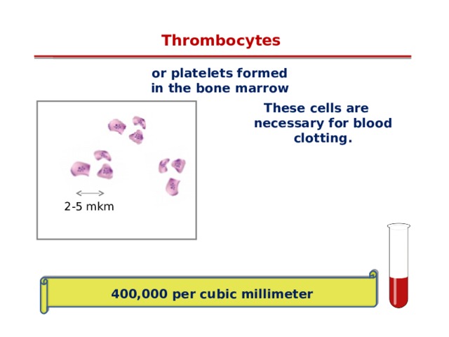 Thrombocytes or platelets formed in the bone marrow These cells are necessary for blood clotting. 2 - 5 mkm  400,000 per cubic millimeter 12 