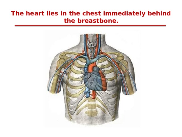 The heart lies in the chest immediately behind the breastbone. 