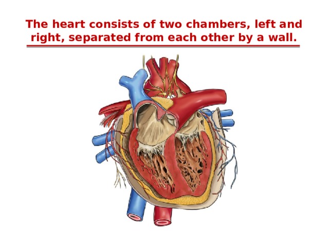 The heart consists of two chambers, left and right, separated from each other by a wall. 