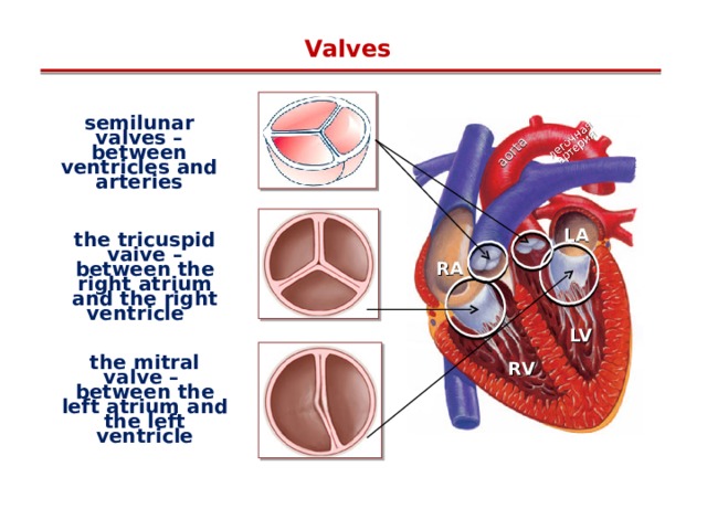 aorta Valves semilunar valves – between ventricles and arteries LA the tricuspid vaive – between the right atrium and the right ventricle  RA LV RV the mitral valve – between the left atrium and the left ventricle  