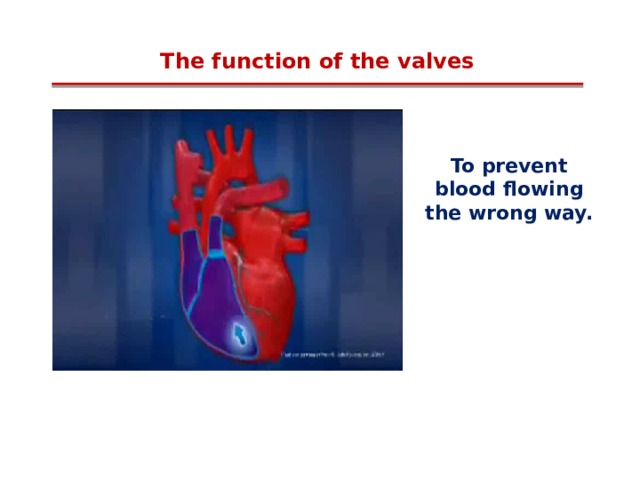 The function of the valves To prevent blood flowing the wrong way. 
