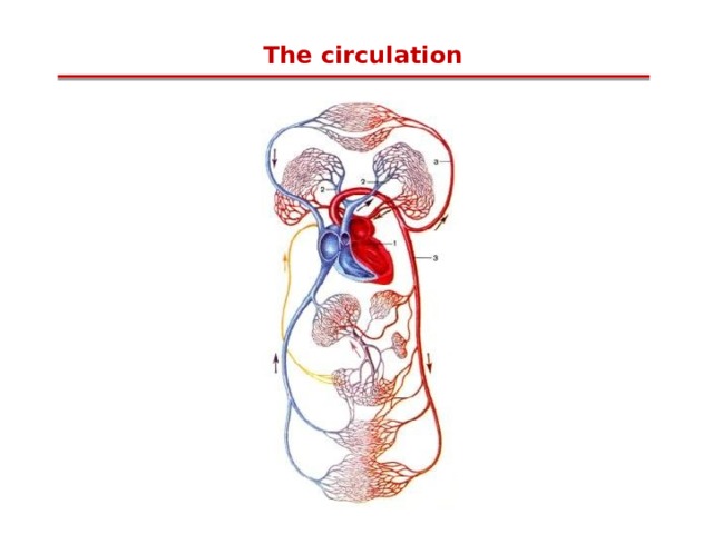 The circulation 