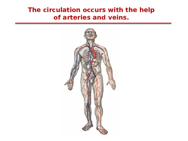 The circulation occurs with the help of arteries and veins. 