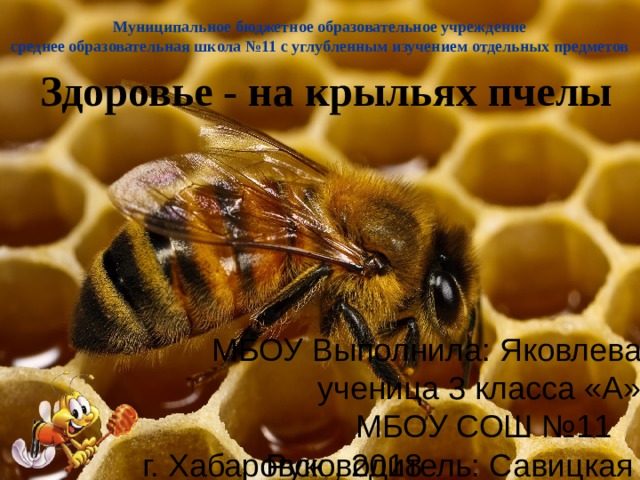 Муниципальное бюджетное образовательное учреждение среднее образовательная школа №11 с углубленным изучением отдельных предметов Здоровье - на крыльях пчелы МБОУ Выполнила: Яковлева Ксения ученица 3 класса «А» МБОУ СОШ №11 Руководитель: Савицкая И.К. г. Хабаровск , 2018 