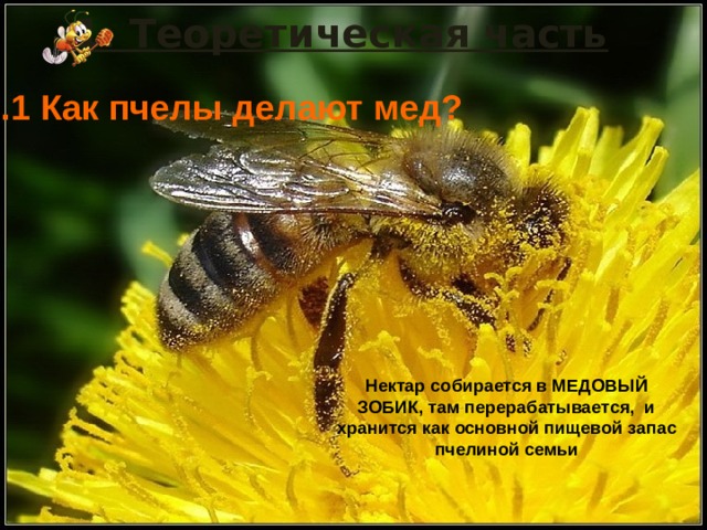 1. Теоретическая часть 1.1 Как пчелы делают мед? Нектар собирается в МЕДОВЫЙ ЗОБИК, там перерабатывается, и хранится как основной пищевой запас пчелиной семьи 