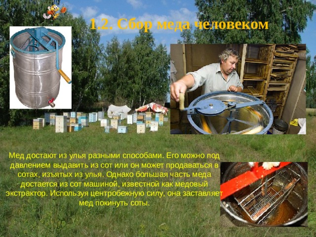 1.2. Сбор меда человеком Мед достают из улья разными способами. Его можно под давлением выдавить из сот или он может продаваться в сотах, изъятых из улья. Однако большая часть меда достается из сот машиной, известной как медовый экстрактор. Используя центробежную силу, она заставляет мед покинуть соты. 