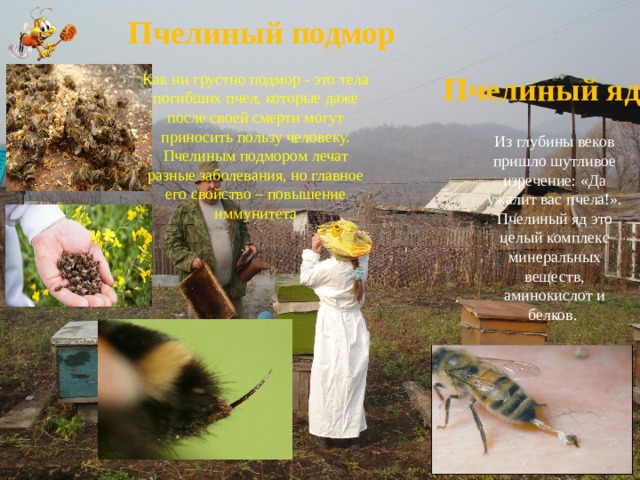 Пчелиный подмор Пчелиный яд Как ни грустно подмор - это тела погибших пчел, которые даже после своей смерти могут приносить пользу человеку.  Пчелиным подмором лечат разные заболевания, но главное его свойство – повышение иммунитета Из глубины веков пришло шутливое изречение: «Да ужалит вас пчела!». Пчелиный яд это целый комплекс минеральных веществ, аминокислот и белков. 