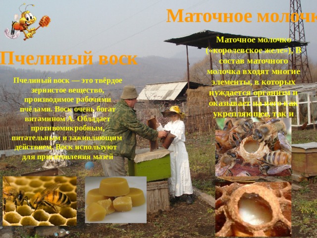 Маточное молочко Маточное молочко («королевское желе»), В состав маточного молочка входят многие элементы, в которых нуждается организм и оказывает на него как укрепляющее, так и омолаживающее действие. Пчелиный воск Пчелиный воск — это твёрдое зернистое вещество, производимое рабочими пчёлами. Воск очень богат витамином А. Обладает противомикробным, питательным и заживляющим действием. Воск используют для приготовления мазей 