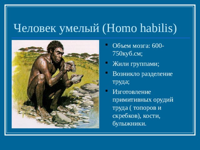 Человек умелый ( Homo habilis) Объем мозга: 600-750куб.см; Жили группами; Возникло разделение труда; Изготовление примитивных орудий труда ( топоров и скребков), кости, булыжники. 