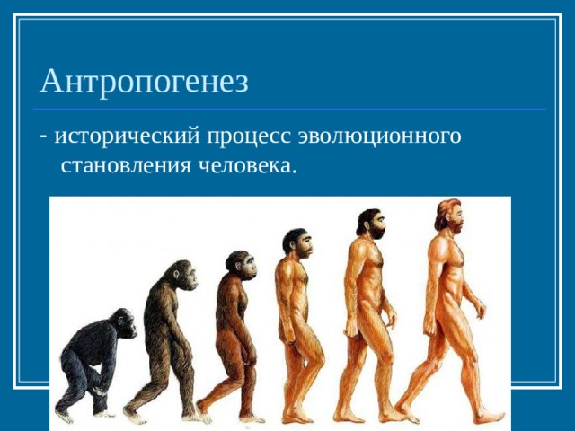 Антропогенез - исторический процесс эволюционного становления человека. 