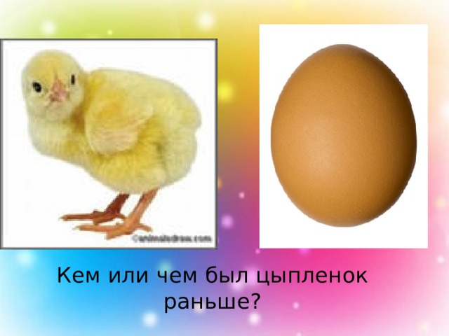 Кем или чем был цыпленок раньше? 