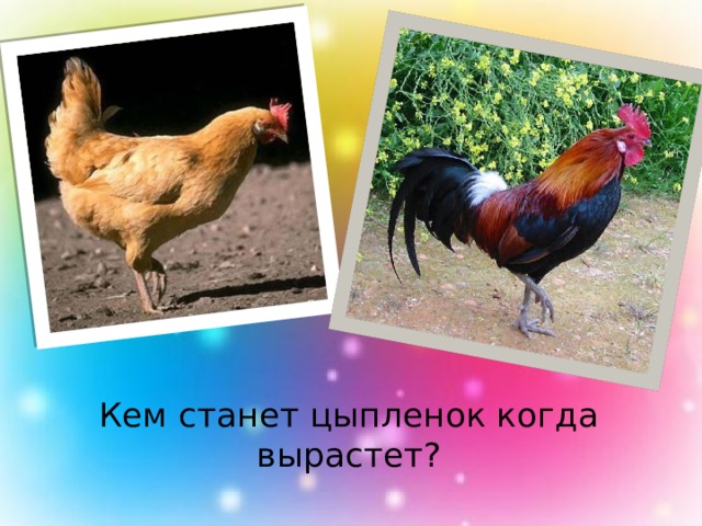 Кем станет цыпленок когда вырастет? 