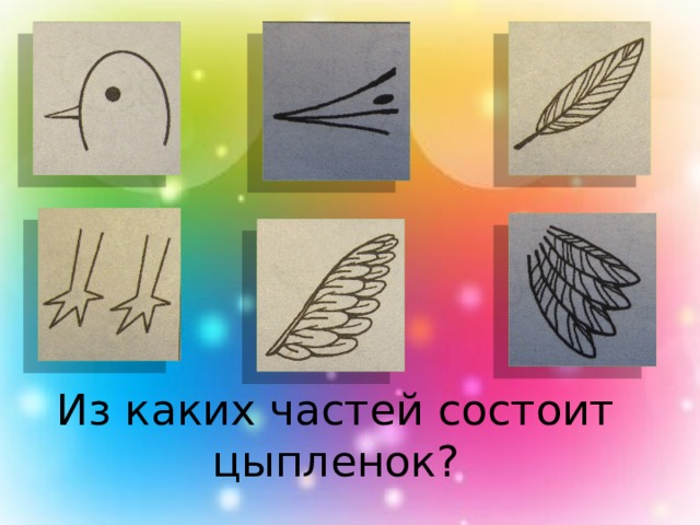   Из каких частей состоит цыпленок? 