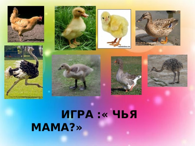    Игра :« чья мама?» 