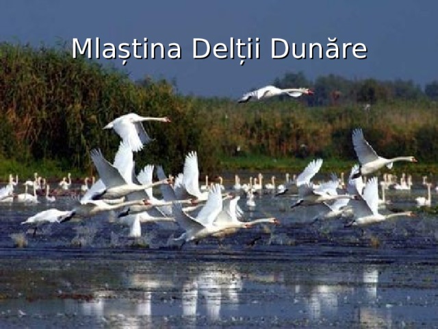 Mlaștina Delții Dunăre 