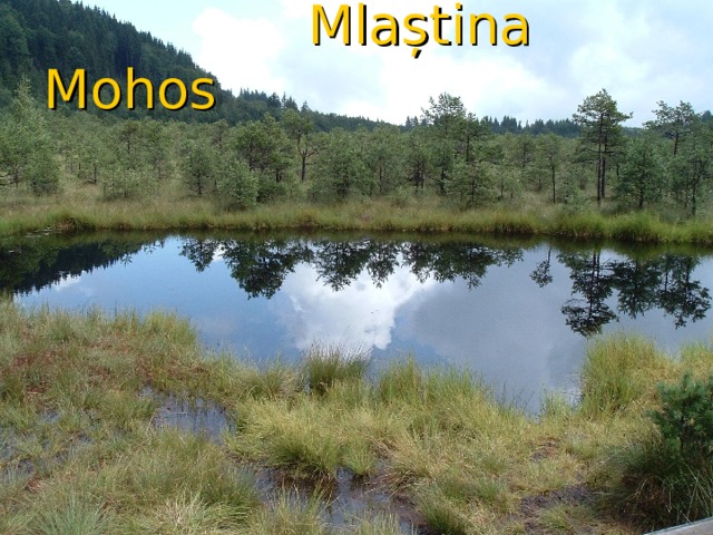  Mlaștina Mohos 