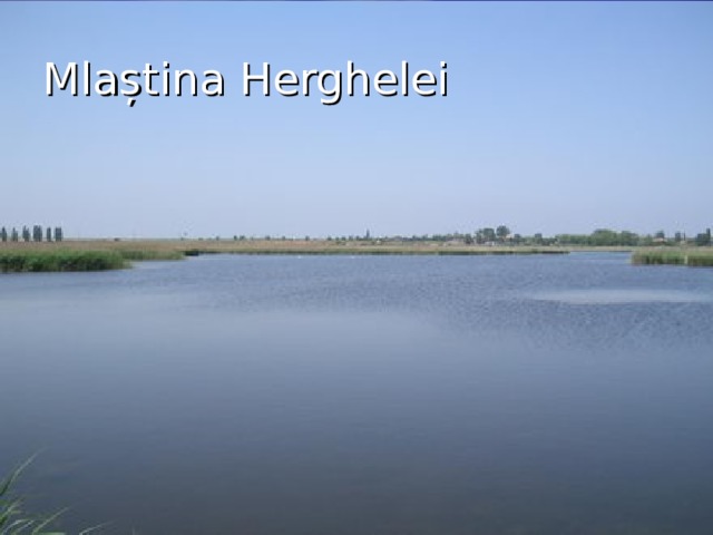 Mlaștina Herghelei 