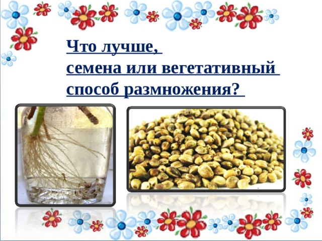Что лучше, семена или вегетативный способ размножения?      