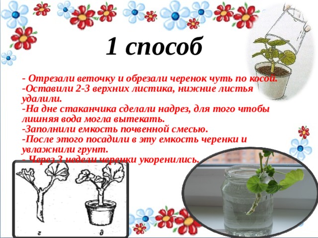 1 способ  - Отрезали веточку и обрезали черенок чуть по косой. -Оставили 2-3 верхних листика, нижние листья удалили. -На дне стаканчика сделали надрез, для того чтобы лишняя вода могла вытекать. -Заполнили емкость почвенной смесью. -После этого посадили в эту емкость черенки и увлажнили грунт. - Через 3 недели черенки укоренились.   