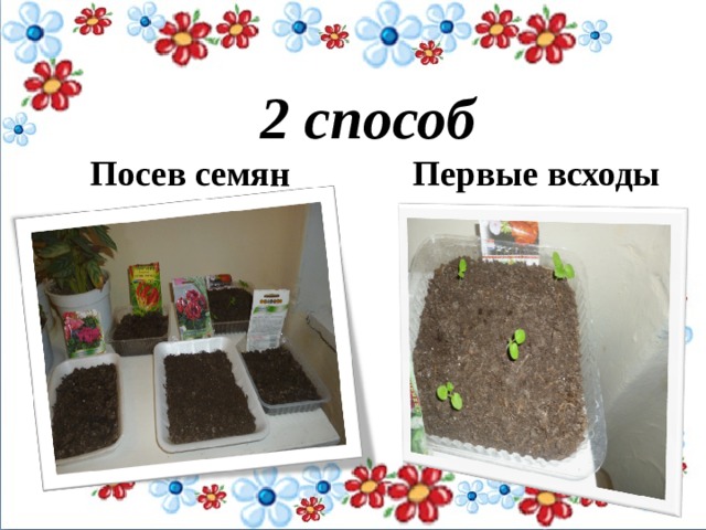 2 способ Посев семян Первые всходы   