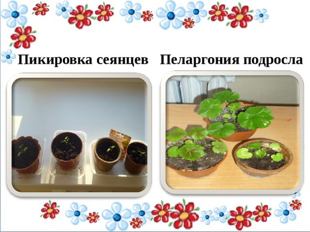   Пикировка сеянцев Пеларгония подросла   