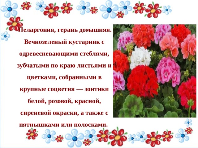   Пеларгония, герань домашняя. Вечнозеленый кустарник с одревесневающими стеблями, зубчатыми по краю листьями и цветками, собранными в крупные соцветия — зонтики белой, розовой, красной, сиреневой окраски, а также с пятнышками или полосками.    