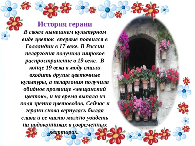 История герани  В своем нынешнем культурном виде цветок впервые появился в Голландии в 17 веке. В России пеларгония получила широкое распространение в 19 веке. В конце 19 века в моду стали входить другие цветочные культуры, а пеларгония получила обидное прозвище «мещанский цветок», и на время выпала из поля зрения цветоводов. Сейчас к герани снова вернулась былая слава и ее часто можно увидеть на подоконниках в современных квартирах.   