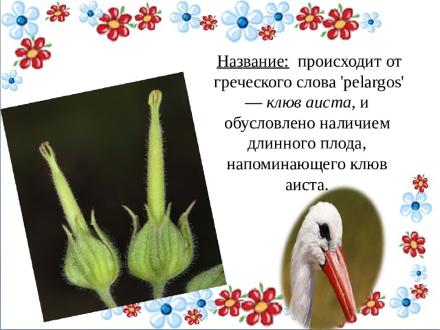 Название:   происходит от греческого слова 'pelargos' —  клюв аиста,  и обусловлено наличием длинного плода, напоминающего клюв аиста.    