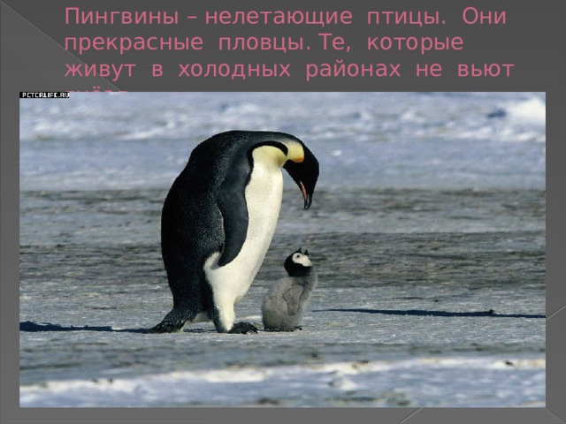 Пингвины – нелетающие птицы. Они прекрасные пловцы. Те, которые живут в холодных районах не вьют гнёзд. 