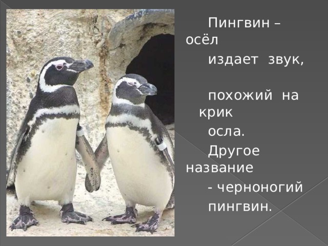  Пингвин – осёл  издает звук,  похожий на крик  осла.  Другое название  - черноногий  пингвин. 