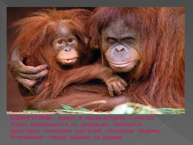 Орангутаны – живут в лесах острова Суматра. Ловко карабкаются по деревьям. Питаются фруктами, семенами растений, птичьими яйцами. Устраивают гнездо высоко на дереве. 