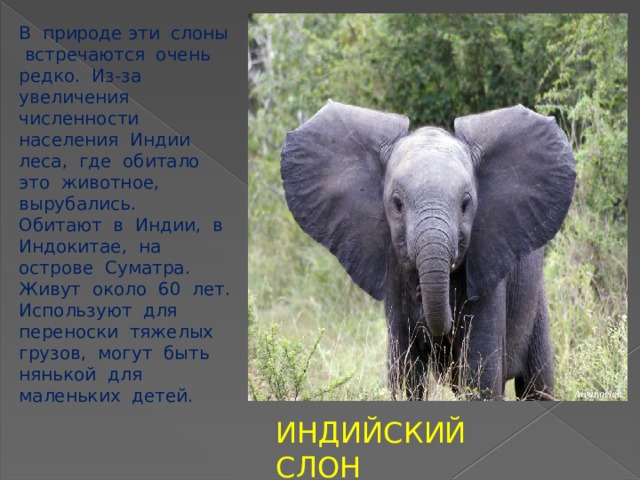 В природе эти слоны встречаются очень редко. Из-за увеличения численности населения Индии леса, где обитало это животное, вырубались. Обитают в Индии, в Индокитае, на острове Суматра. Живут около 60 лет. Используют для переноски тяжелых грузов, могут быть нянькой для маленьких детей. ИНДИЙСКИЙ СЛОН 