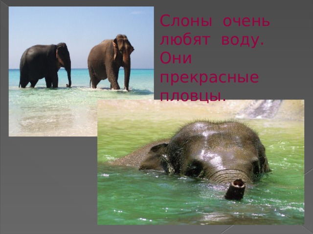 Слоны очень любят воду. Они прекрасные пловцы. 